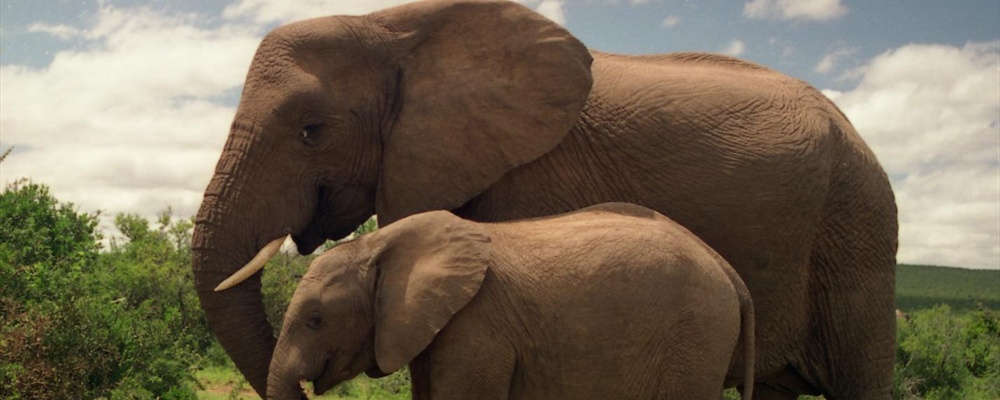 Addo Elephant National Park